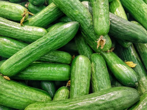 تصویر 3 از قیمت خرید خیار سبز گلخانه ای + فروش ویژه